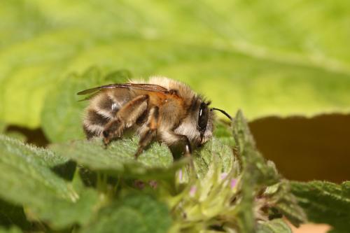 Réf. 338 979 : Anthophora plumipes